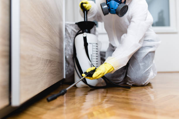 Best Rat Extermination Near Me  in Stephens City, VA