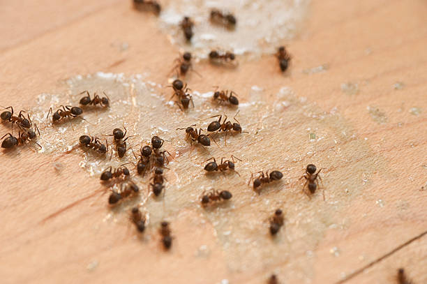 Best Mosquito Control Services  in Stephens City, VA