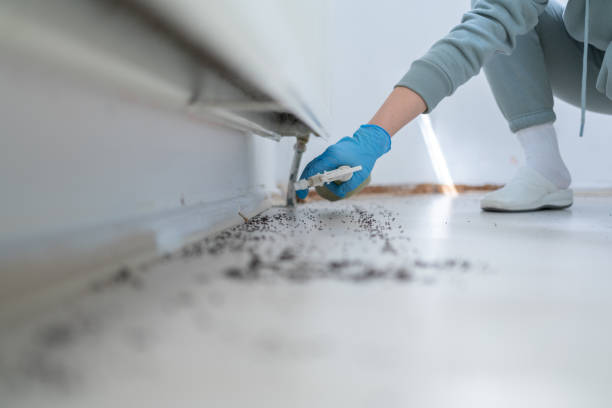 Best Affordable Pest Control Services  in Stephens City, VA